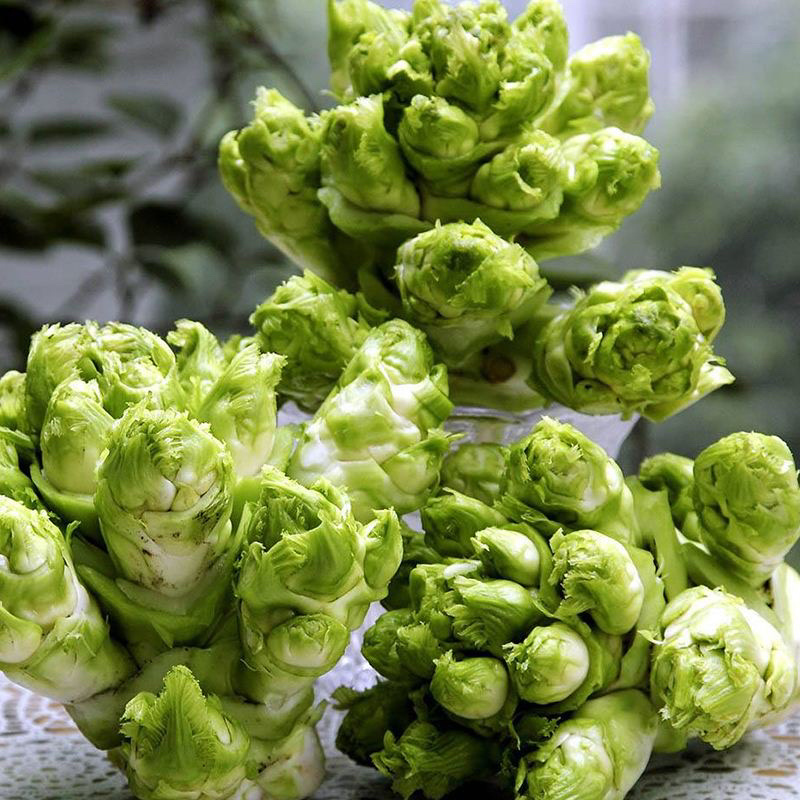 🔥热销🔥儿菜，品种纯正优良品质保证价格美丽