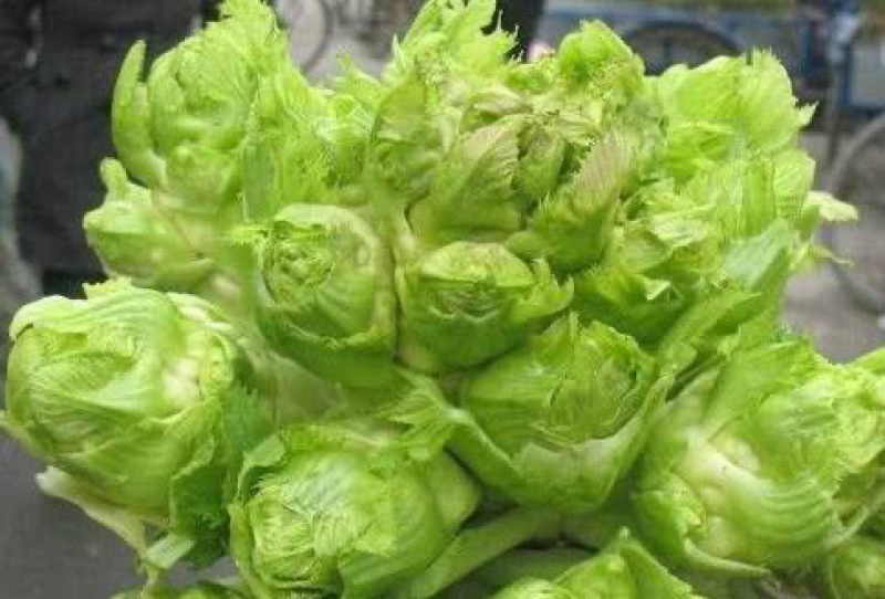 【产地直供】儿菜，多籽菜，对接电商平台，各大市场