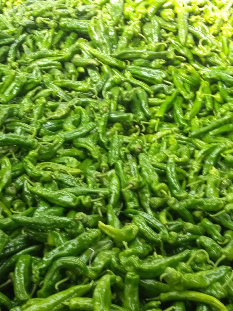 河南夏邑薄皮辣椒泡椒大量上市中，量大从优，
