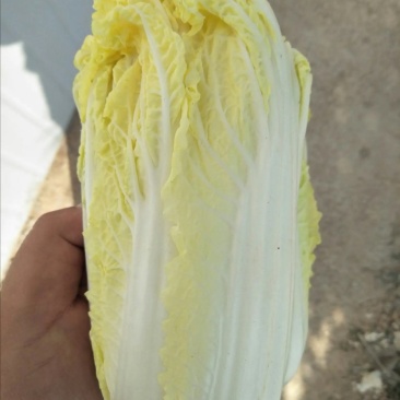 河南内黄娃娃菜上市可手提袋毛菜打箱