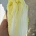 河南内黄娃娃菜上市可手提袋毛菜打箱