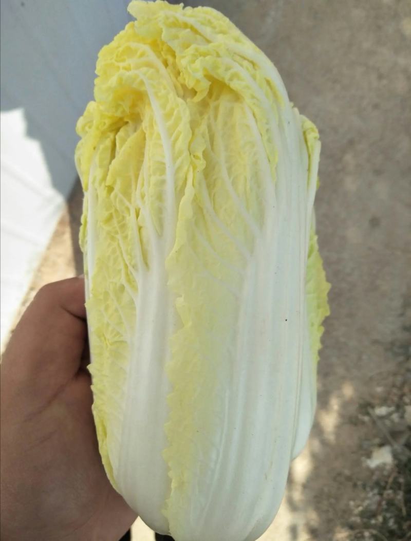 河南内黄娃娃菜上市可手提袋毛菜打箱