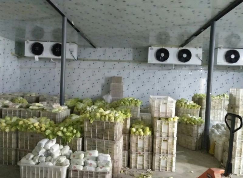 河南内黄娃娃菜上市可手提袋毛菜打箱