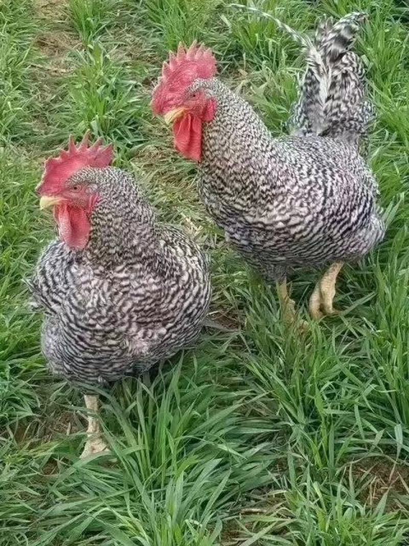 芦花鸡苗批发快大型芦花鸡苗大种芦花鸡苗