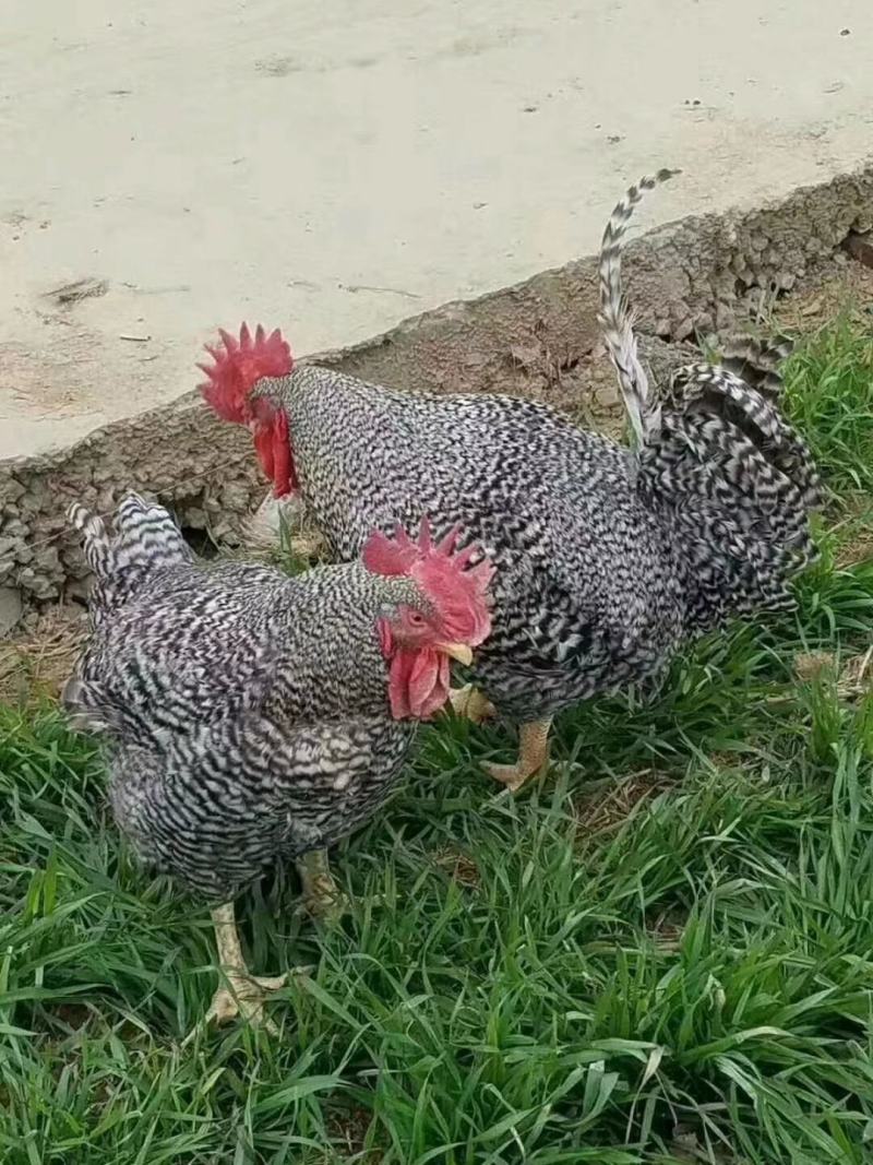 芦花鸡苗批发快大型芦花鸡苗大种芦花鸡苗