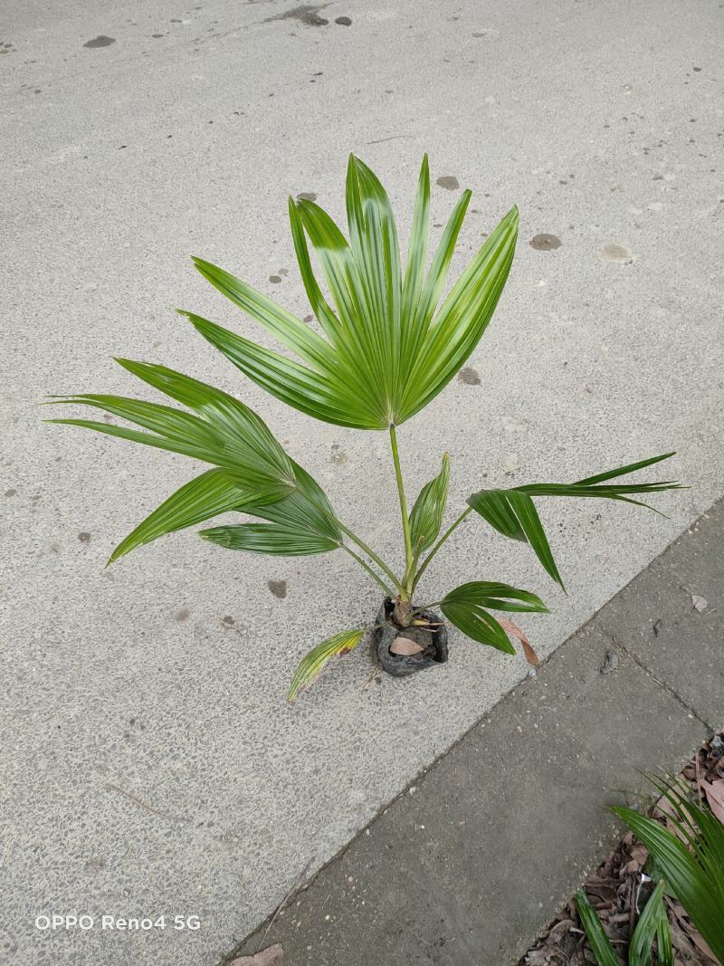 蒲葵景观苗木绿化工程苗视频看货实地考察