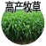 高丹草种四季牧草种子养殖再生草种籽畜牧产量高含高蛋白
