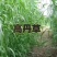 高丹草种四季牧草种子养殖再生草种籽畜牧产量高含高蛋白