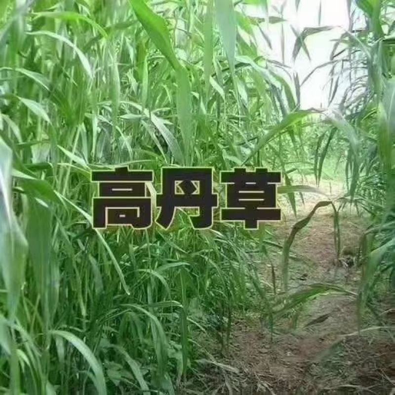 高丹草种四季牧草种子养殖再生草种籽畜牧产量高含高蛋白