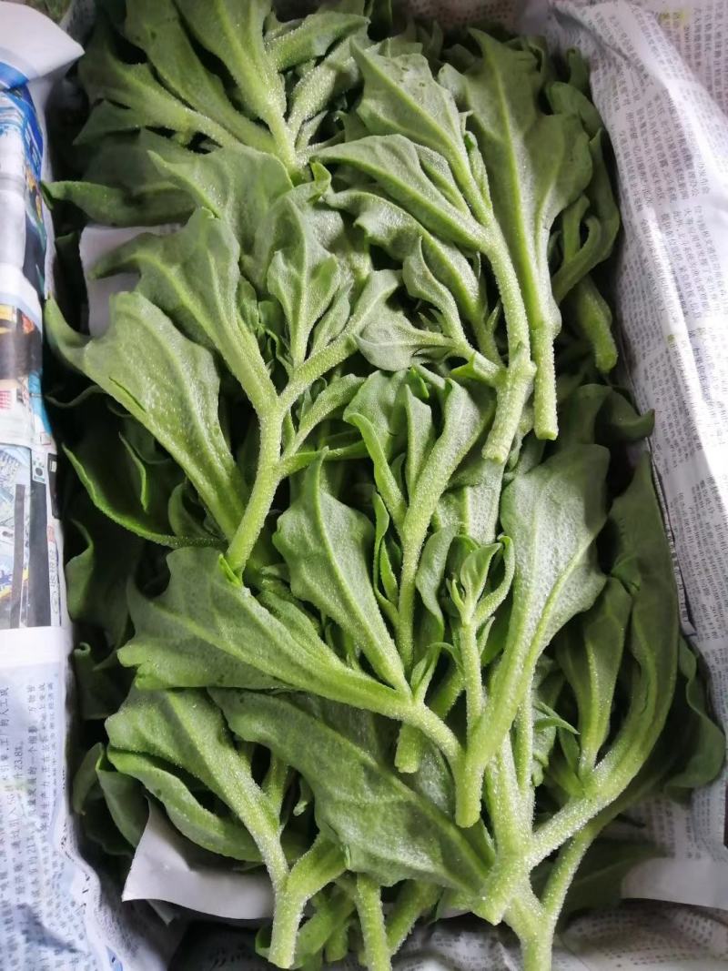 非洲冰草特色菜基地供应非洲冰菜批发