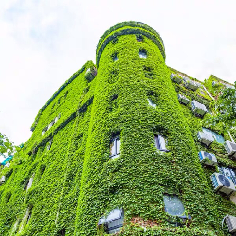 爬山虎苗免费包邮不与假货拼价格放心订购假一陪十