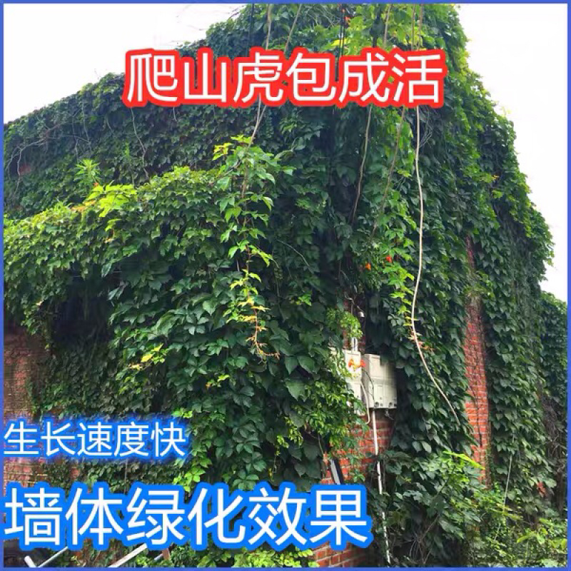 爬山虎苗免费包邮不与假货拼价格放心订购假一陪十