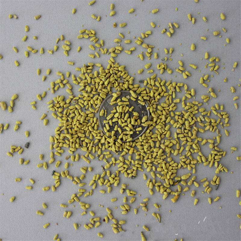 菊苣种籽养殖大叶多年生四季牧草种子鱼羊牛兔鸡鸭鹅猪草种孑
