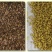 菊苣种籽养殖大叶多年生四季牧草种子鱼羊牛兔鸡鸭鹅猪草种孑