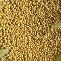 山西忻州黄豆大量上市需要的客户可以下来了