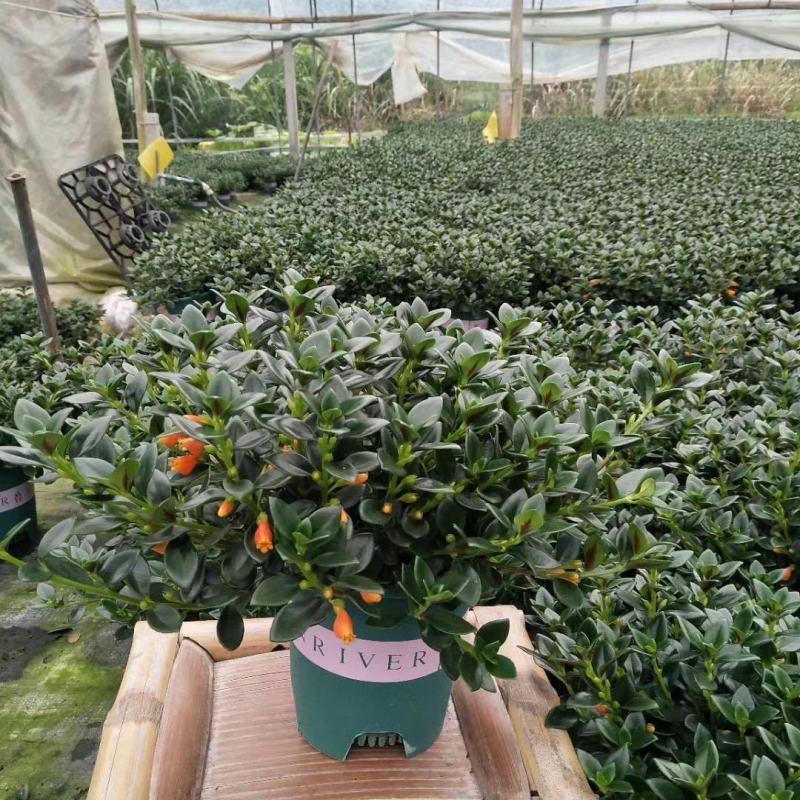 金鱼草盆栽花卉吸甲醛净化空气绿植，永福产地直销，品质保证