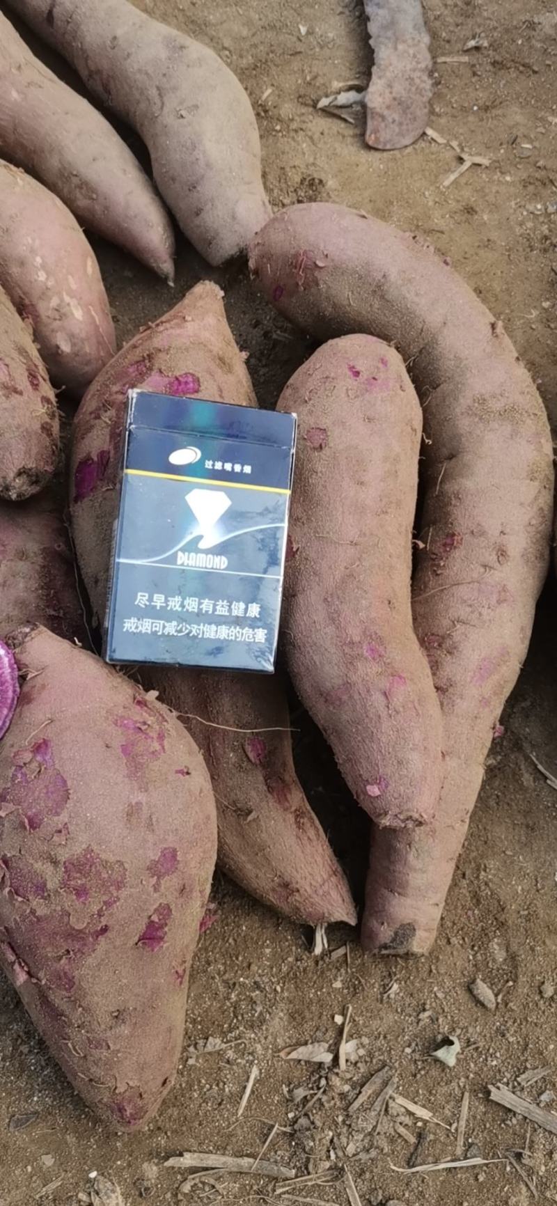 红薯紫薯沙地紫薯