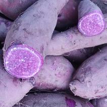 红薯紫薯沙地紫薯