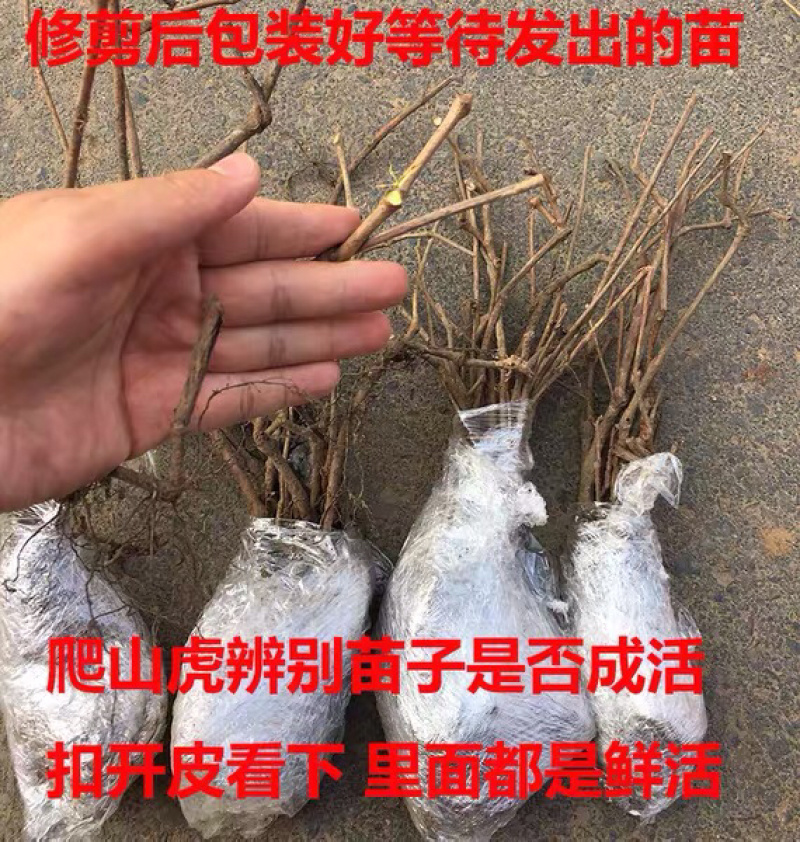 爬山虎免费包邮爬山虎苗全部现挖现卖假一罚十