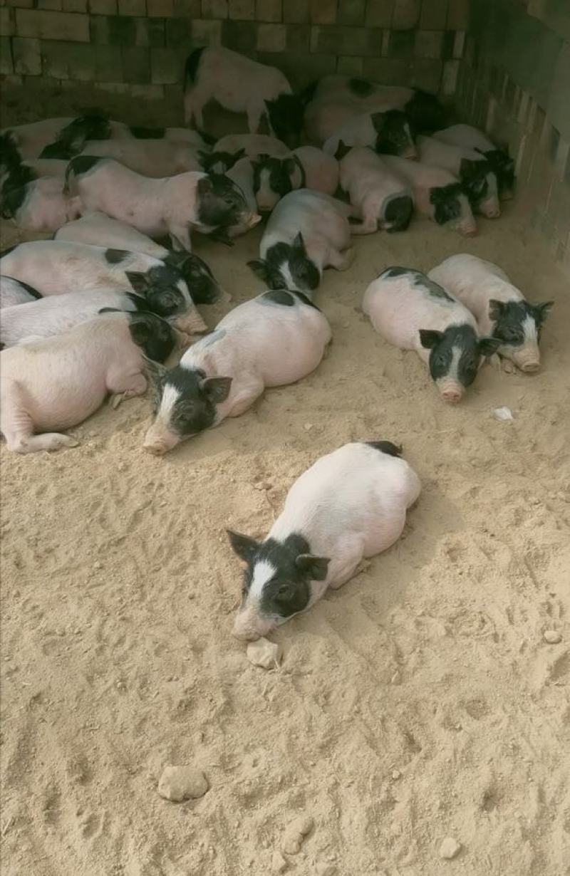 自家繁殖纯种散养巴马香猪幼崽20到40斤左右