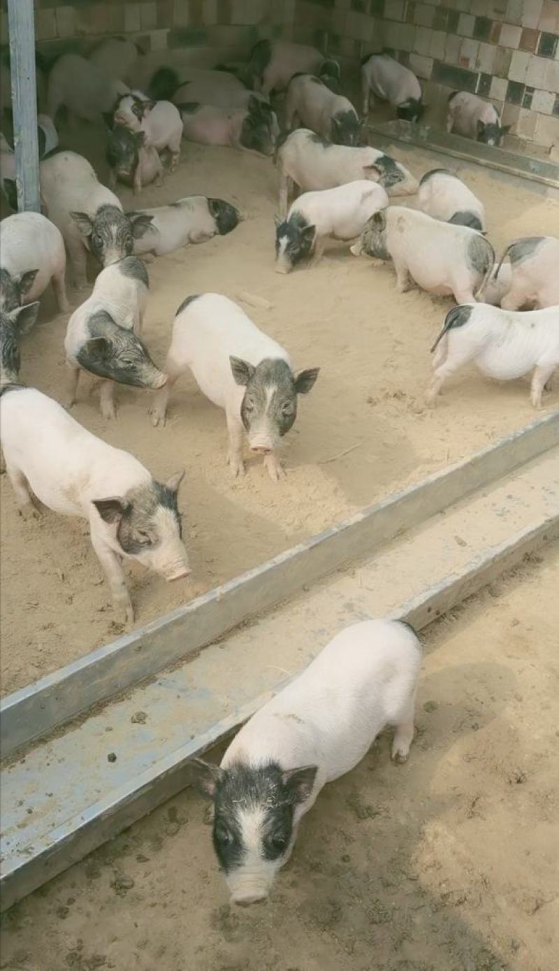 自家繁殖纯种散养巴马香猪幼崽20到40斤左右