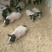 自家繁殖纯种散养巴马香猪幼崽20到40斤左右