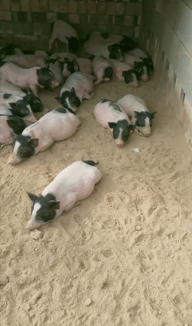 自家繁殖纯种散养巴马香猪幼崽20到40斤左右