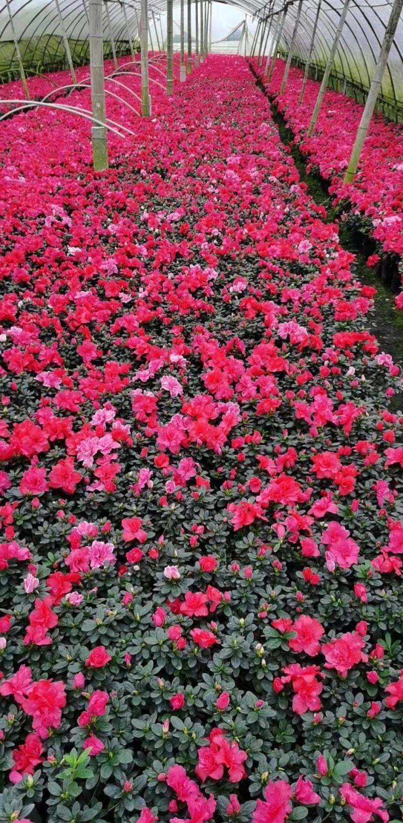 精选杜鹃花绿化工程苗基地直销欢迎实地考察