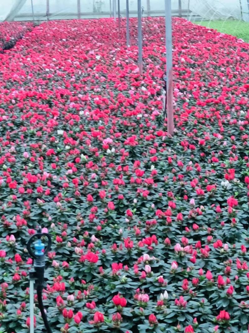 精选杜鹃花绿化工程苗基地直销欢迎实地考察