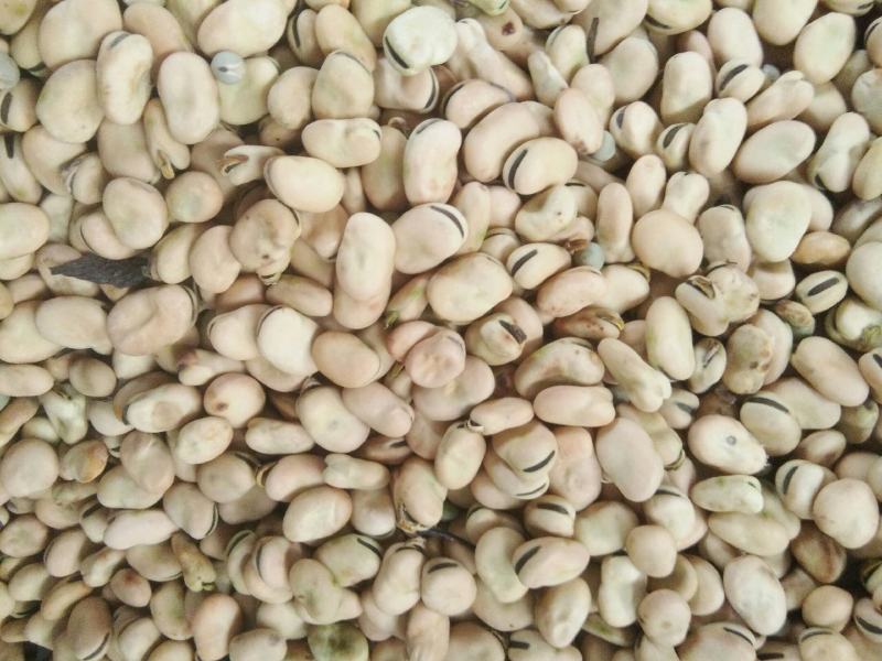甘肃高原特色蚕豆，营养丰富