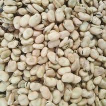 甘肃高原特色蚕豆，营养丰富