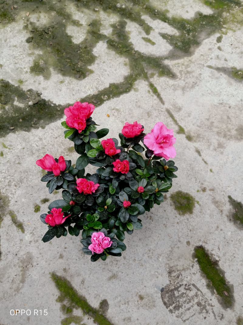 精选杜鹃花绿化工程苗基地直销欢迎实地考察