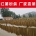 【一件代发】山东农家正宗纯手工红薯粉条宽圆粉条粉丝，筋道