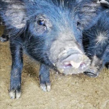 散养藏香猪幼崽受孕母猪种猪黑猪
