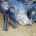 散养藏香猪幼崽受孕母猪种猪黑猪