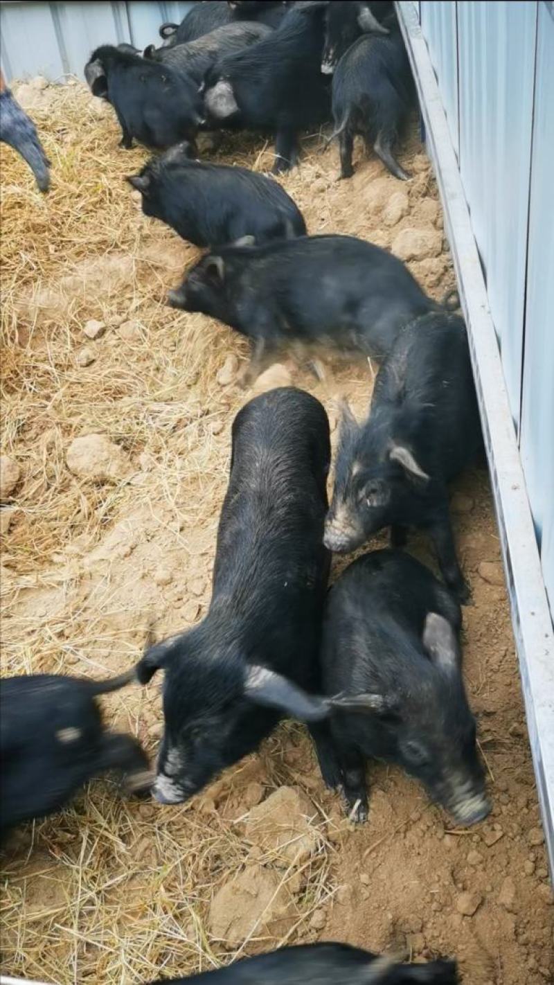 散养藏香猪幼崽受孕母猪种猪黑猪