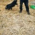 散养藏香猪幼崽受孕母猪种猪黑猪