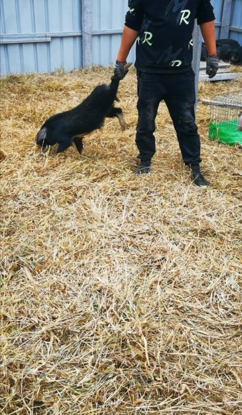 散养藏香猪幼崽受孕母猪种猪黑猪