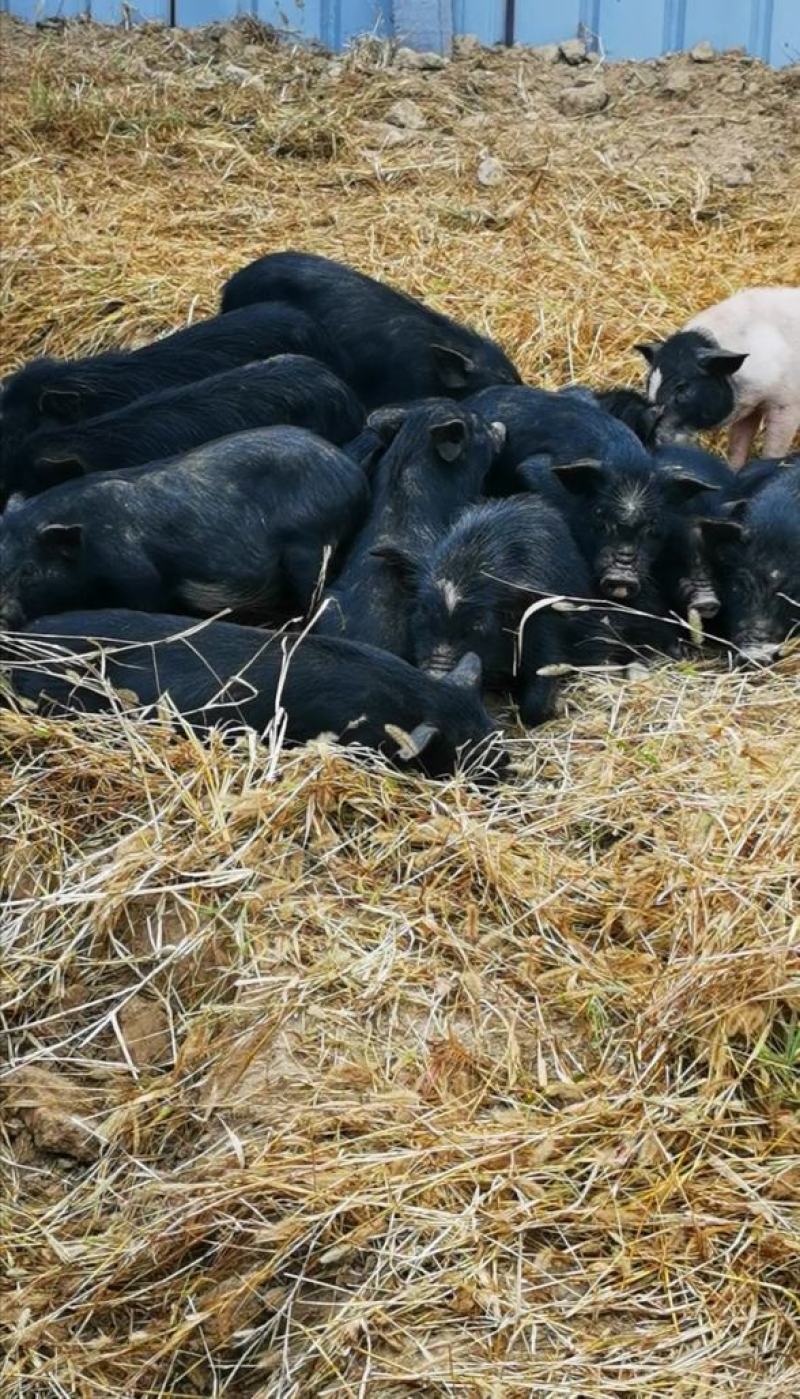 散养藏香猪幼崽受孕母猪种猪黑猪