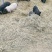 散养藏香猪幼崽受孕母猪种猪黑猪
