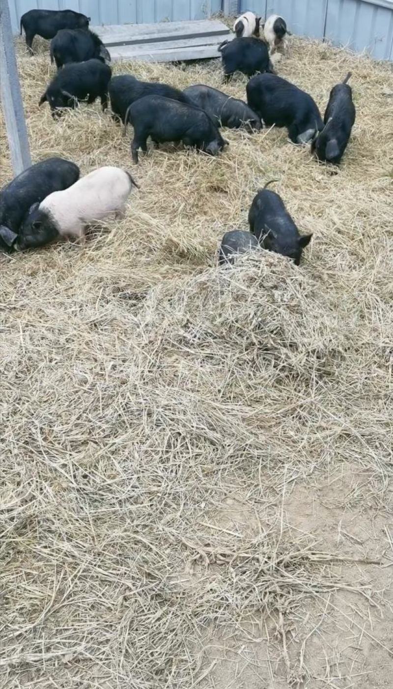 散养藏香猪幼崽受孕母猪种猪黑猪