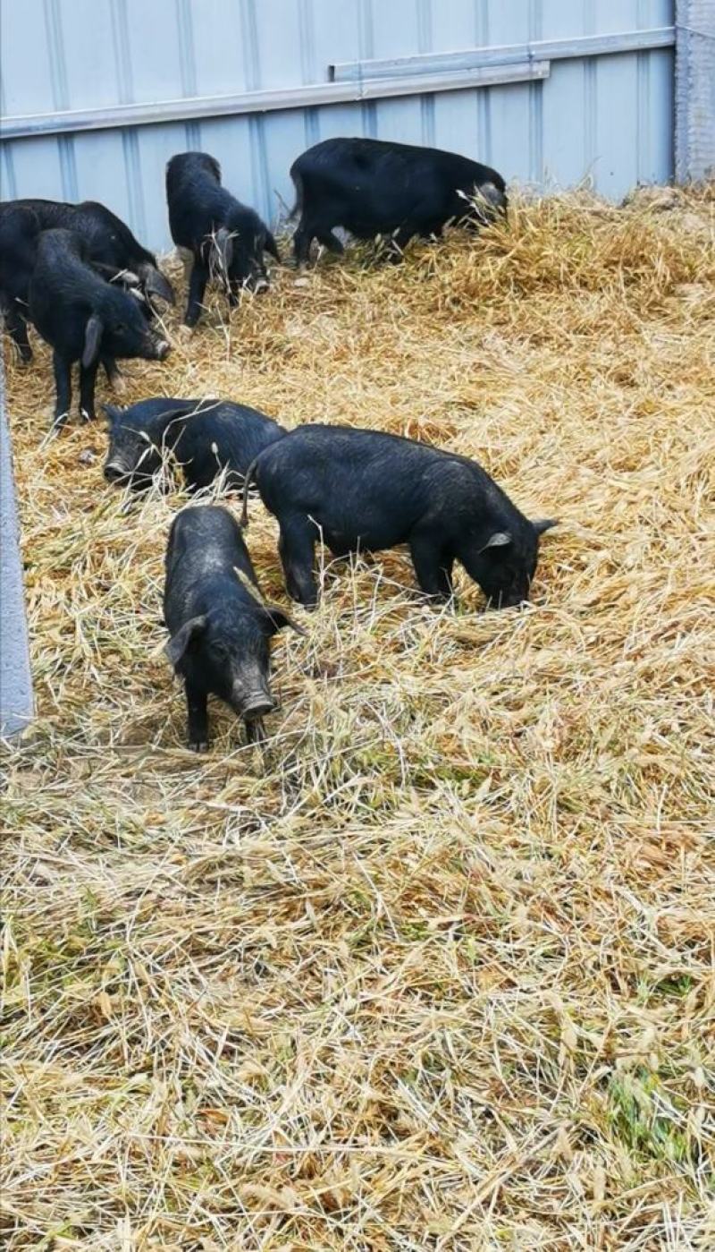 散养藏香猪幼崽受孕母猪种猪黑猪