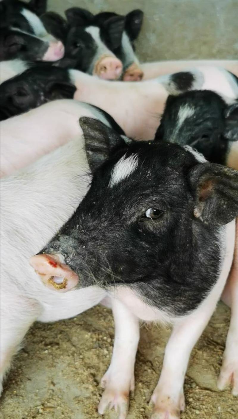 巴马香猪幼崽受孕母猪种猪纯种猪苗耐粗食抗病能力强