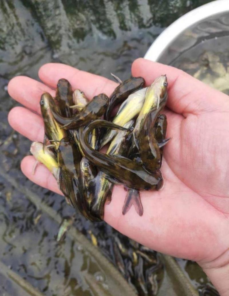 全雄性黄骨鱼苗，杂交黄骨鱼苗技术指导，量大从优包送到鱼塘