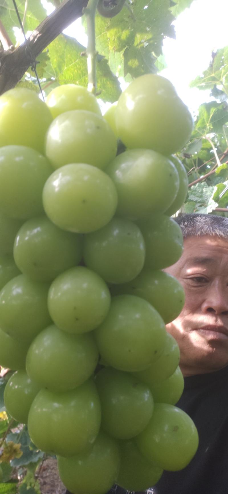 预订阳光玫瑰葡萄苗树巨峰葡萄树苖特大果树苗30cm