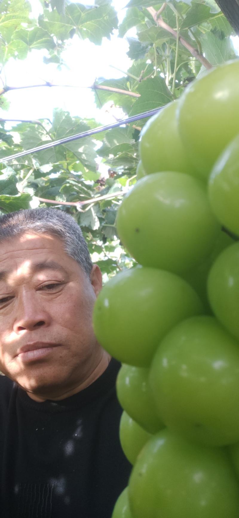预订阳光玫瑰葡萄苗树巨峰葡萄树苖特大果树苗30cm