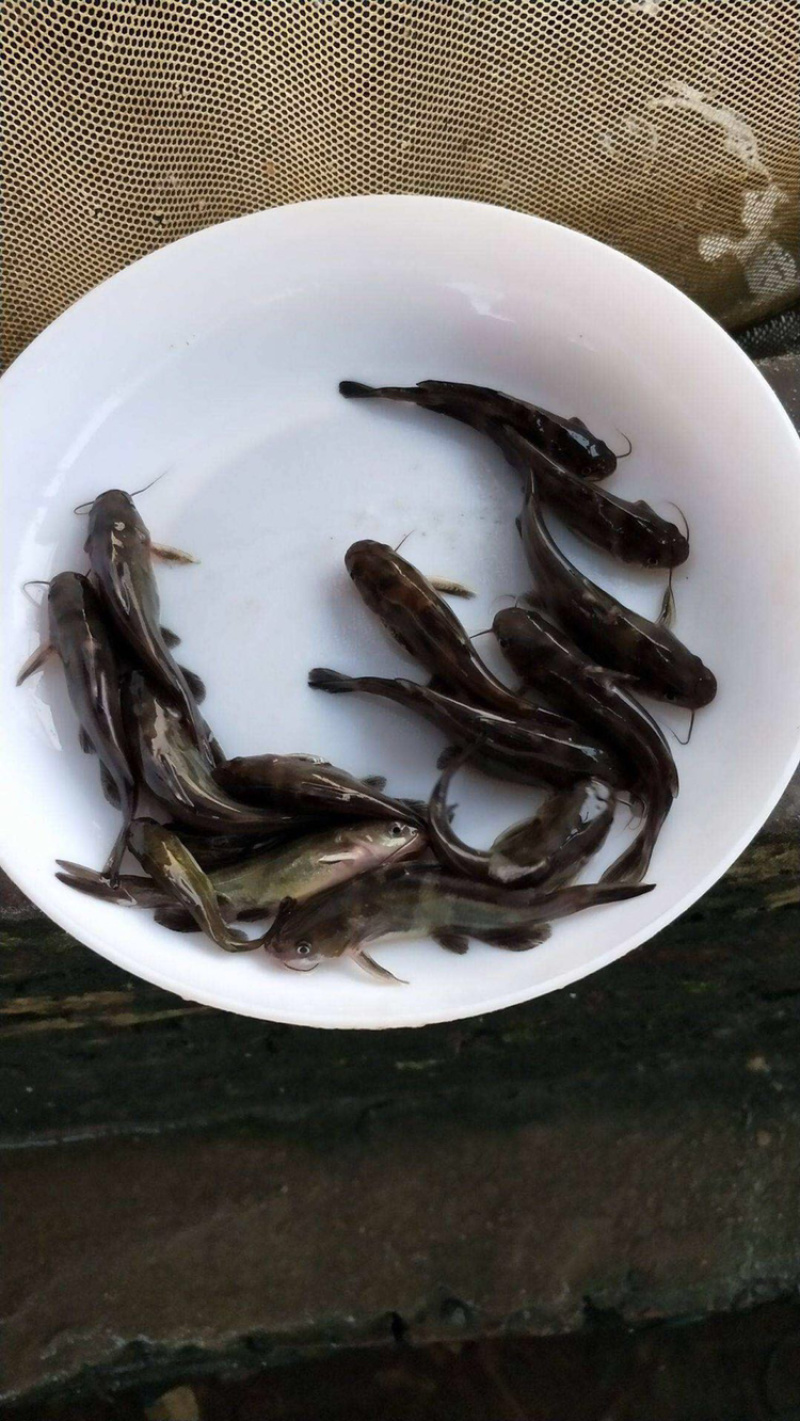 黄颡鱼苗及各种鱼苗，包技术，长势快，包成活，基地直供