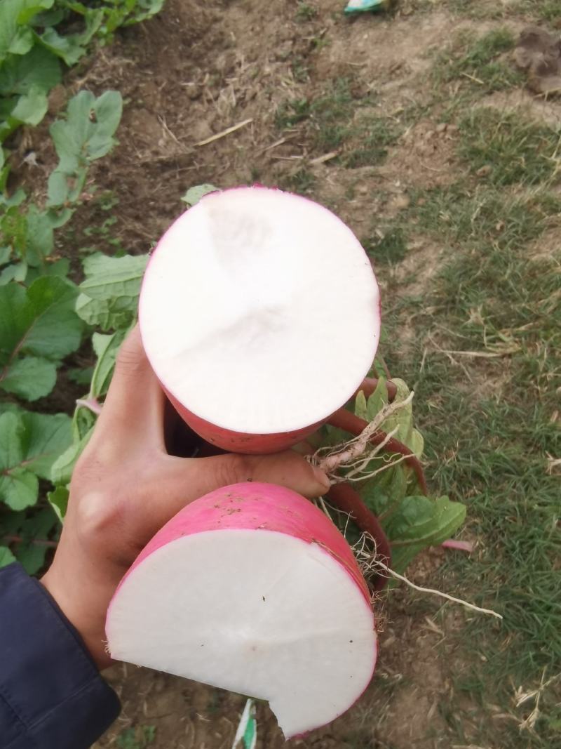萝卜红皮萝卜萝卜时令蔬菜，河南萝卜