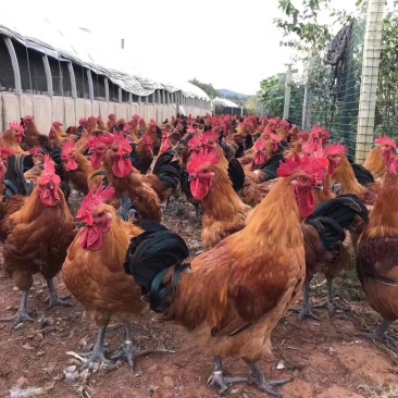 德阳鸡苗批发肉鸡苗青脚麻鸡苗良凤鸡苗