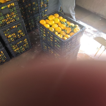 东江湖蜜桔代办等你大量有货